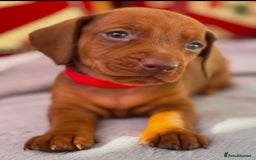 Dachshund dogs for sale: Adorable short Haired Dachshunds Puppies - Image 9