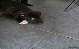 Mixed Breed dogs for sale: Cane corso cross lurcher pup - Image 2