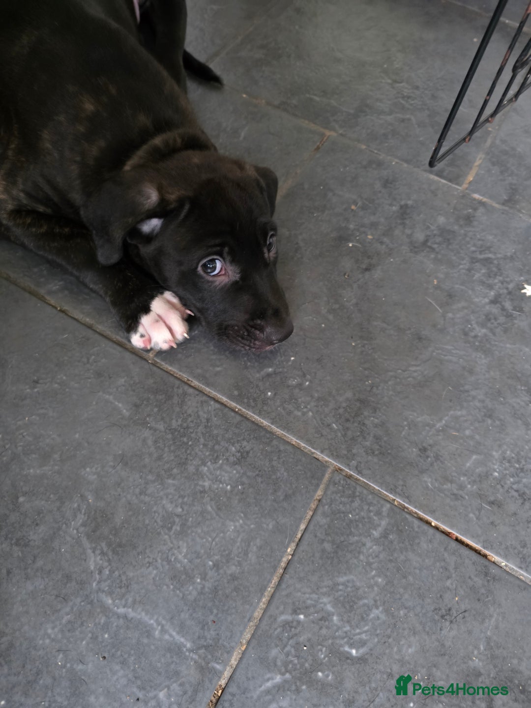 Mixed Breed dogs for sale: Cane corso cross lurcher pup - Image 2
