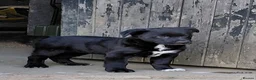 Mixed Breed dogs for sale: Black collie cross very chunky bitch  - Advert 9