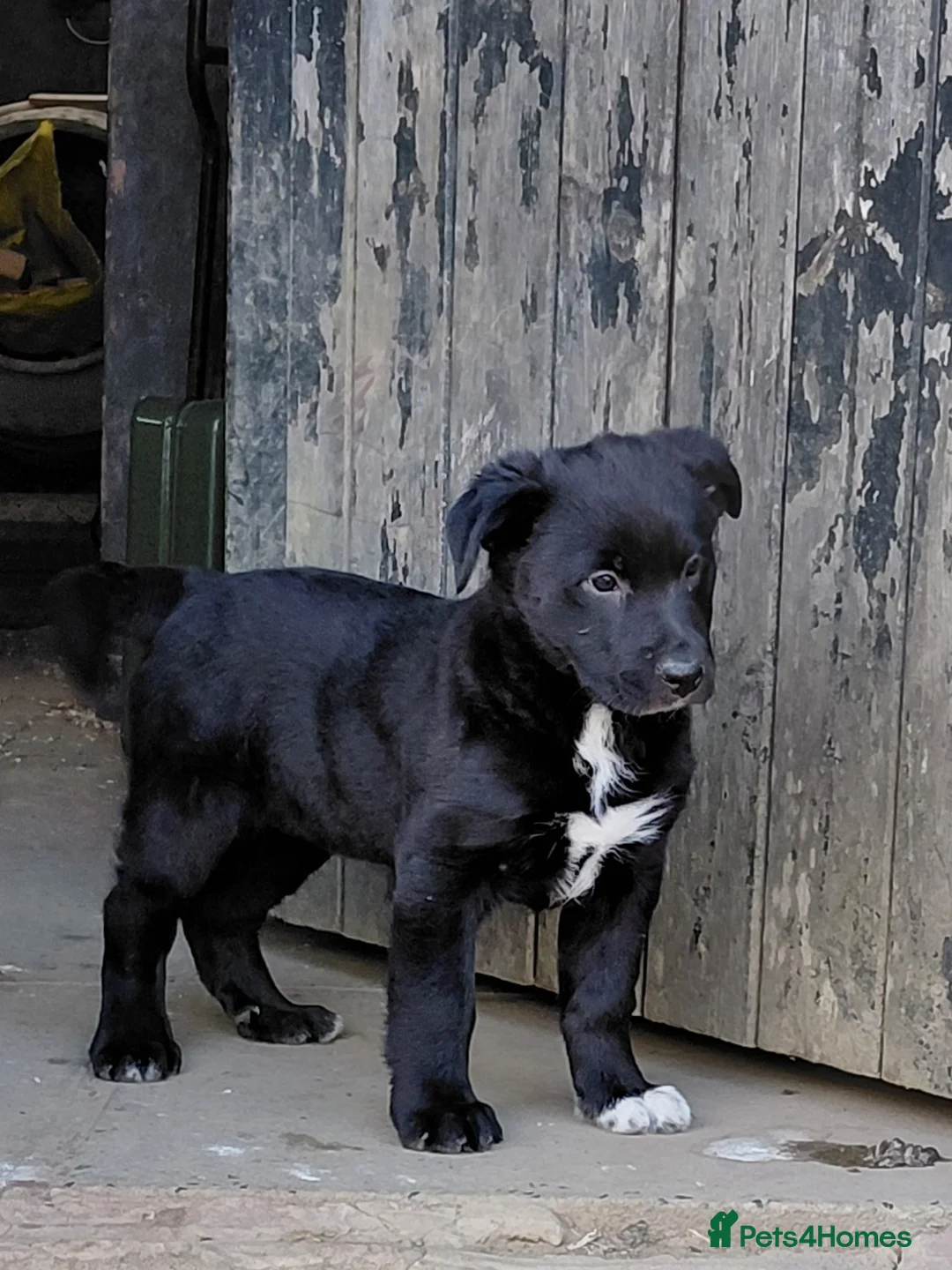 Mixed Breed dogs for sale: Black collie cross very chunky bitch  - Advert 9