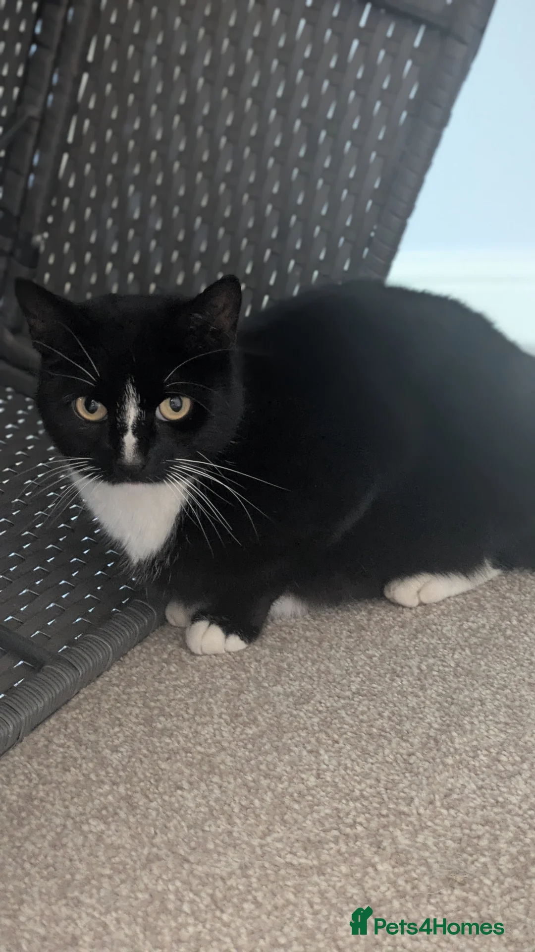 Mixed Breed cats for sale: Beautiful cat - Advert 1