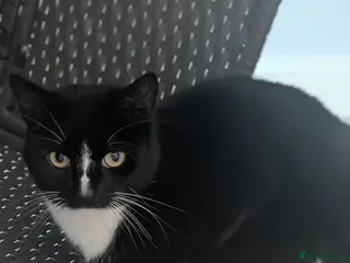 Mixed Breed cats Beautiful cat - Advert 2