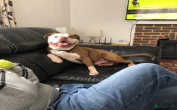 Old Tyme Bulldog dogs for sale: Monty - 7 years old MALE - Image 2
