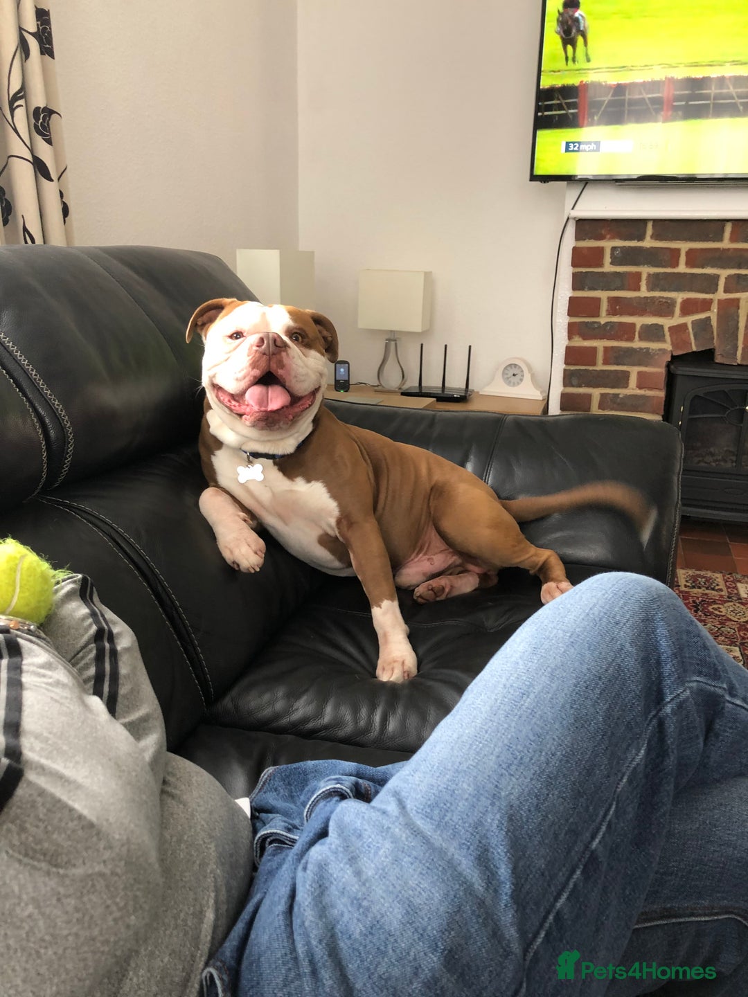Old Tyme Bulldog dogs for sale: Monty - 7 years old MALE - Image 2
