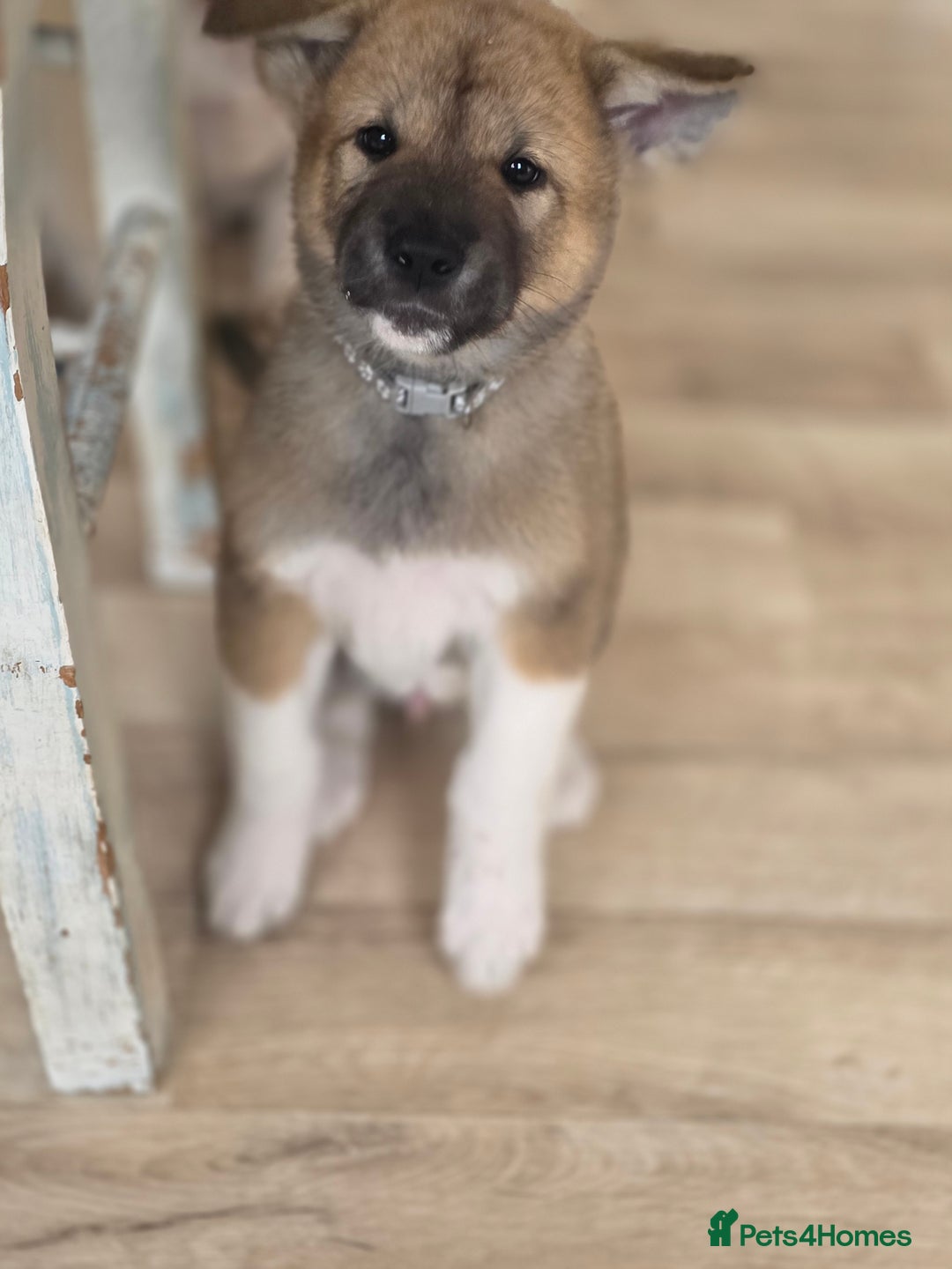 Akita dogs for sale: American akita puppies x10 - Image 15