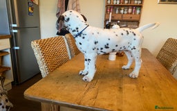 Dalmatian dogs for sale: Absolutely stunning liver puppy  - Image 12