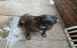 Staffordshire Bull Terrier dogs for sale: Staffie female 2years old  - Image 2