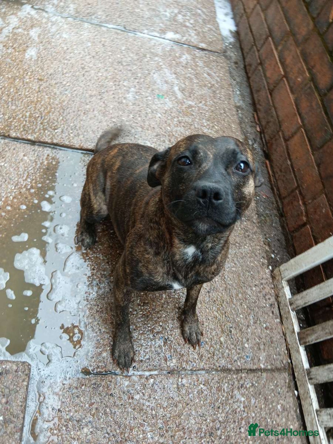 Staffordshire Bull Terrier dogs for sale: Staffie female 2years old  - Image 2