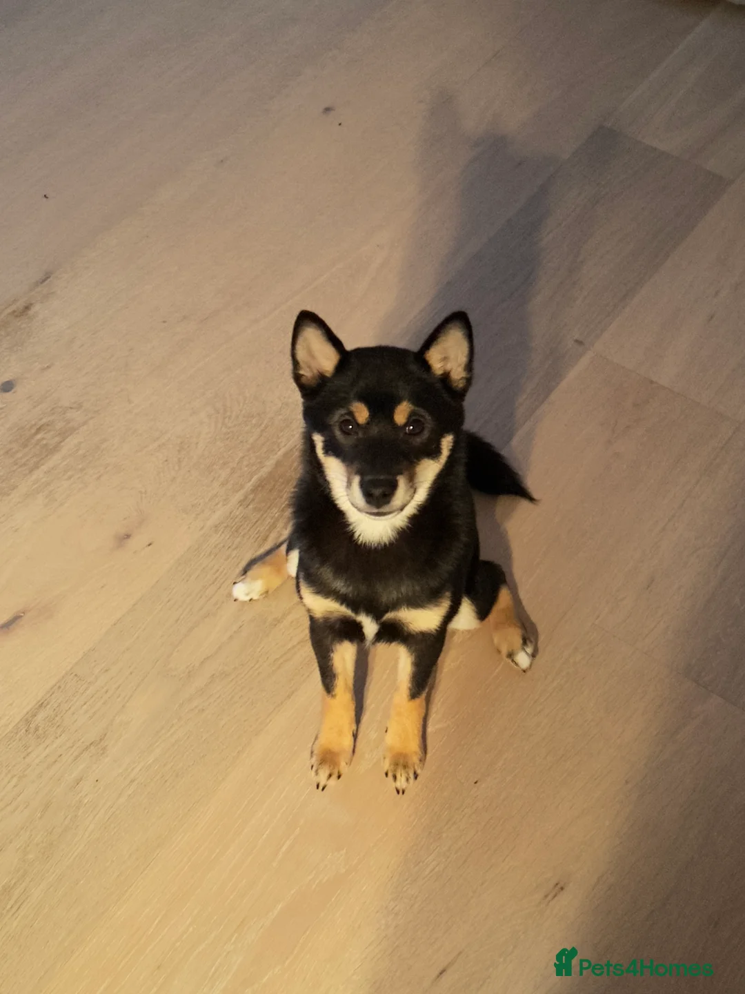 Japanese Shiba Inu dogs for sale: Lovely and playful Shiba Inu  - Advert 2