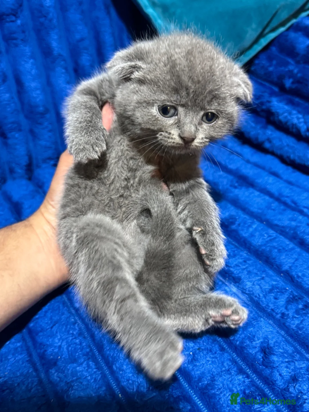 British Shorthair cats for sale: Kitten British Shorthair  - Advert 2
