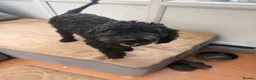 Toy Poodle dogs for sale: 3 black toy poodles  - Advert 2