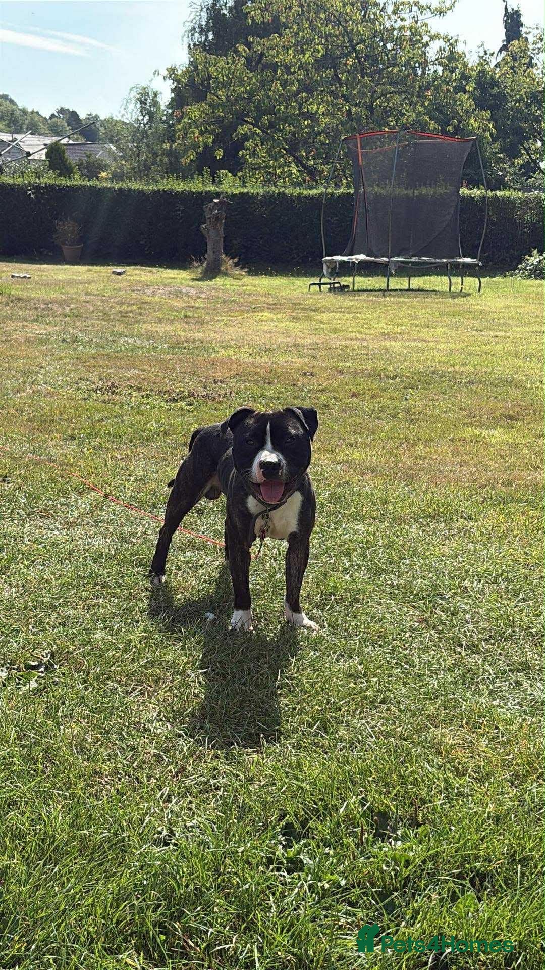 Staffordshire Bull Terrier dogs TULLY❤️🐾 - Advert 2