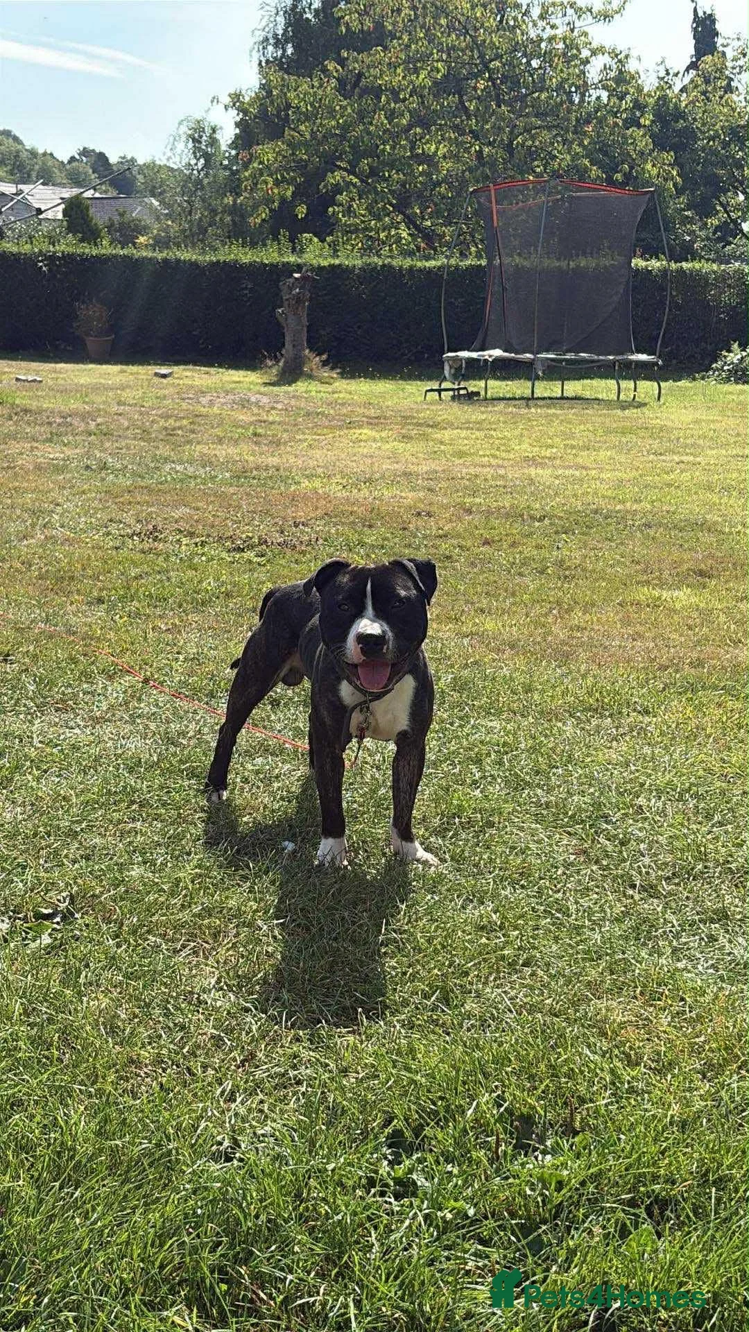 Staffordshire Bull Terrier dogs for adoption: TULLY❤️🐾 in Hengoed - Advert 1