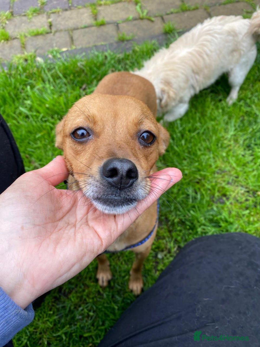 Chihuahua dogs for adoption: ❤️🐶 LILA – A Little  Soul Searching for Love 🐶❤️ - Image 8