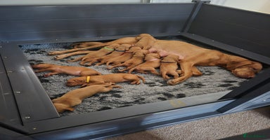 Hungarian Vizsla dogs - Advert 1