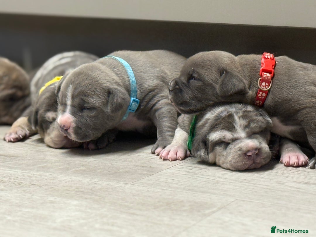 American Bully dogs for sale: Pocket bully puppies ready soon  - Image 21