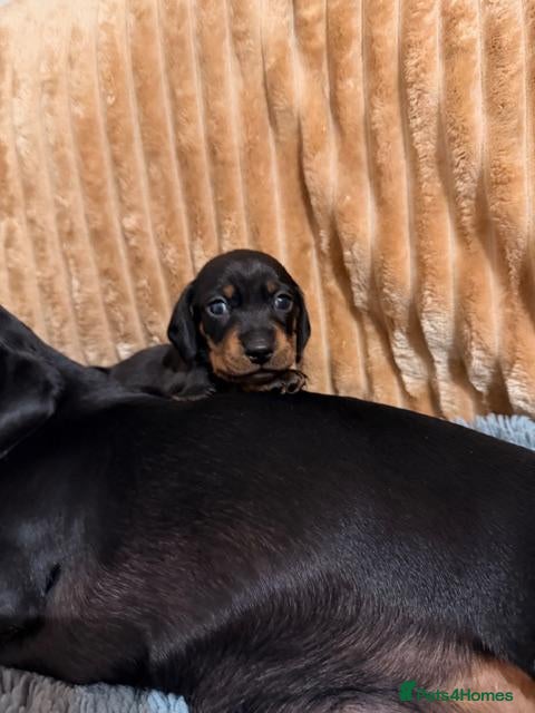 Miniature Dachshund dogs for sale: Beautiful Black & Tan Miniature Dachshund Puppies - Advert 4