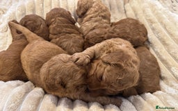Cockapoo dogs for sale: Cockapoo puppy’s  - Image 8