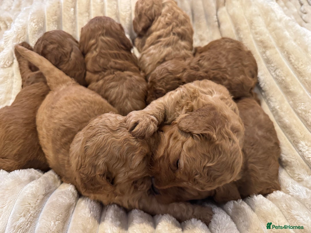 Cockapoo dogs for sale: Cockapoo puppy’s  - Image 8