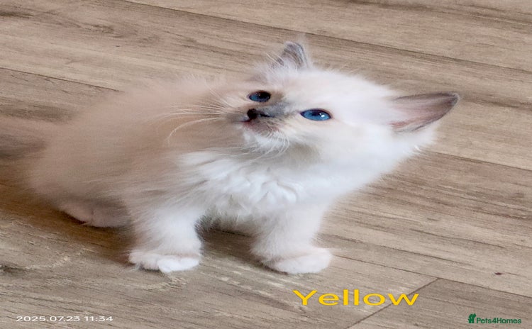 Ragdoll cats - Advert 1