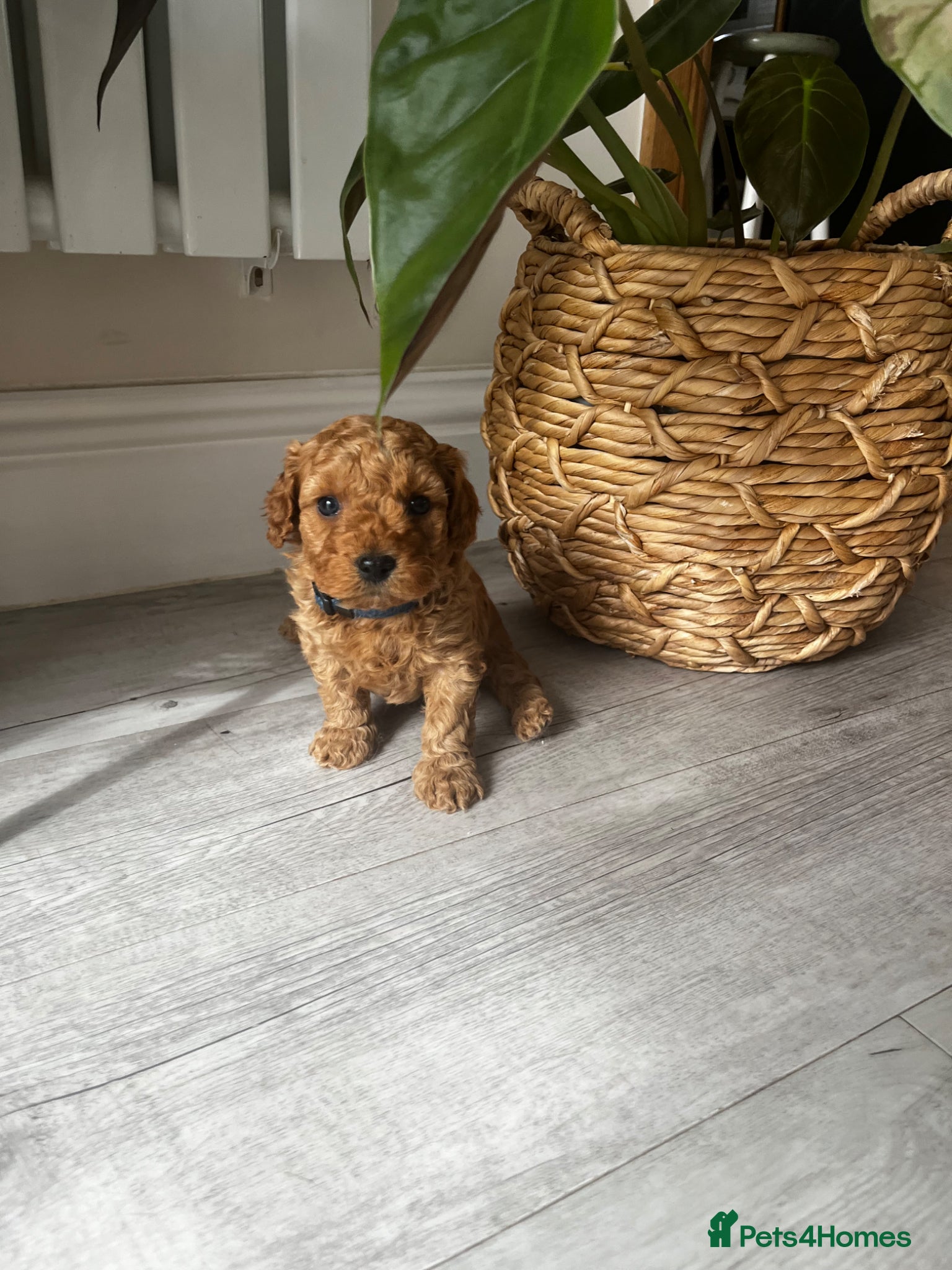 Cockapoo dogs Miniature f1b Cockapoo puppies DNA health clear🌟  - Advert 1