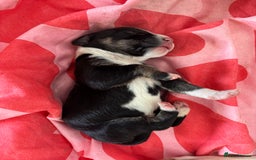 Mixed Breed dogs for sale: English Bull Terrier mixed puppies for sale - Image 12