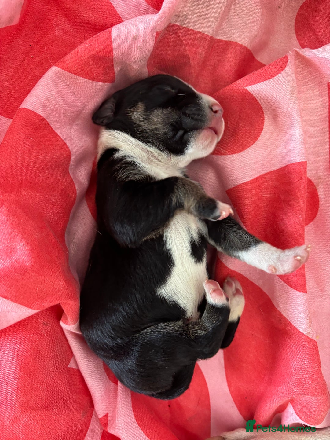 Mixed Breed dogs for sale: English Bull Terrier mixed puppies for sale - Image 12
