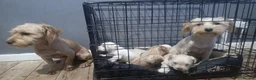 Maltese dogs for sale: 5 beautiful maltese puppies ready for new home. - Advert 7