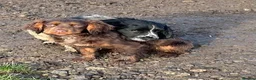 Cocker Spaniel dogs for sale: STUNNING WORKING COCKER SPANIEL PUPS - Advert 35