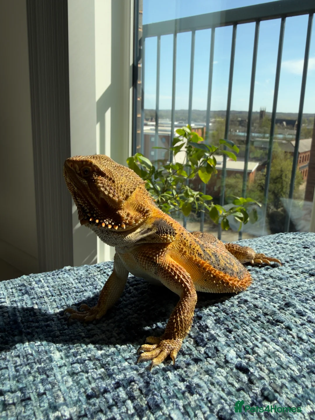 Bearded Dragon reptiles for sale: Male Bearded Dragon  in Warrington - Advert 1