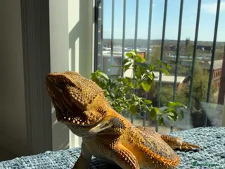 Bearded Dragon reptiles Male Bearded Dragon - Advert 3