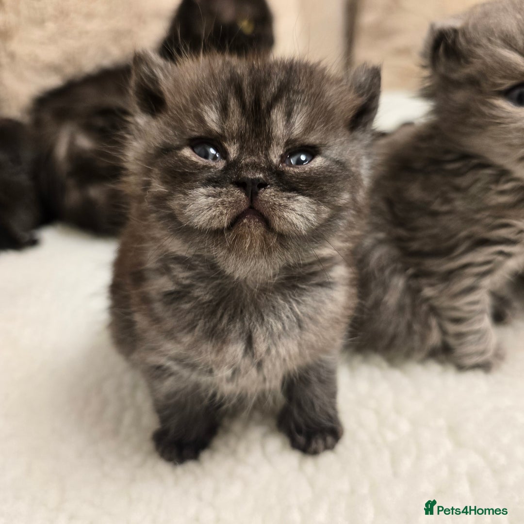 British Shorthair cats for sale: ✨️RARE✨️Black smoke BSH and 1 blue longhair - Advert 13