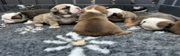 English Bulldog dogs for sale: Stunning litter of kc reg English bulldog puppies  - Advert 18