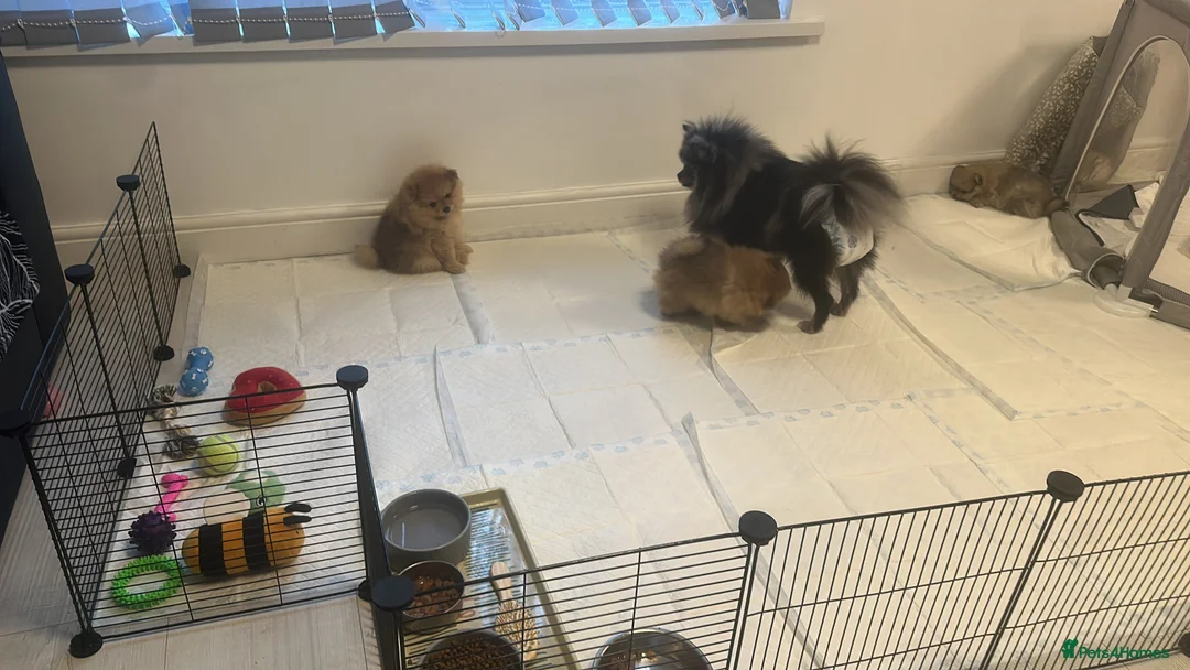 Pomeranian dogs for sale: Outstanding Teddy Bear Line - Champion blood line - Advert 7