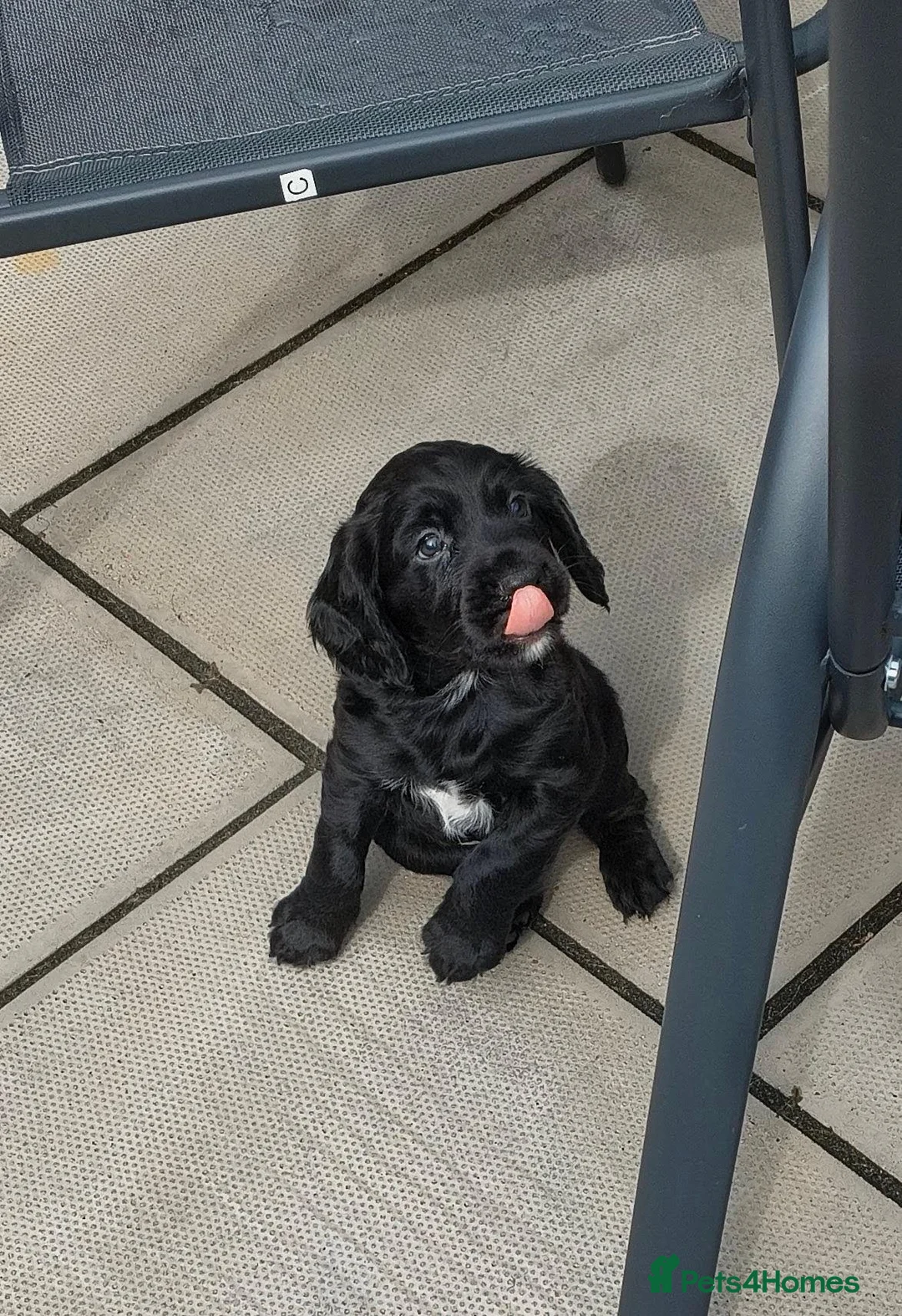 Cocker Spaniel dogs for sale: K C Reg working cocker spaniels foe sale in Ellesmere Port - Advert 10