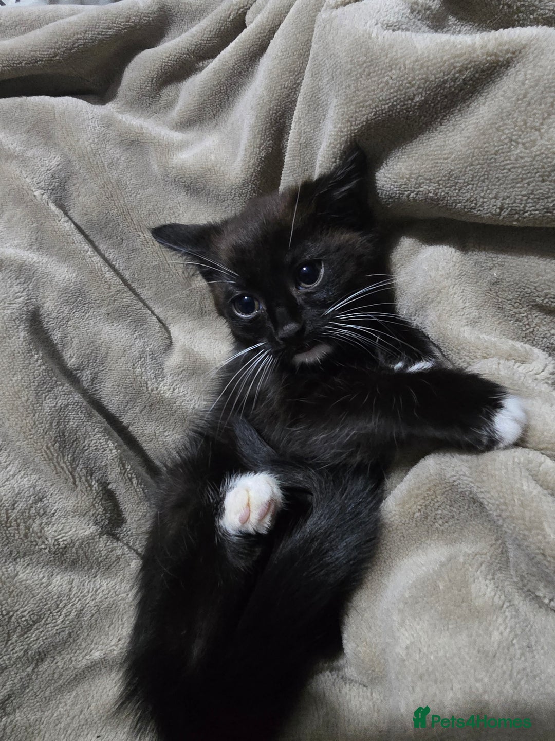 Domestic Shorthair cats for sale: Black and white male kitten  - Advert 3