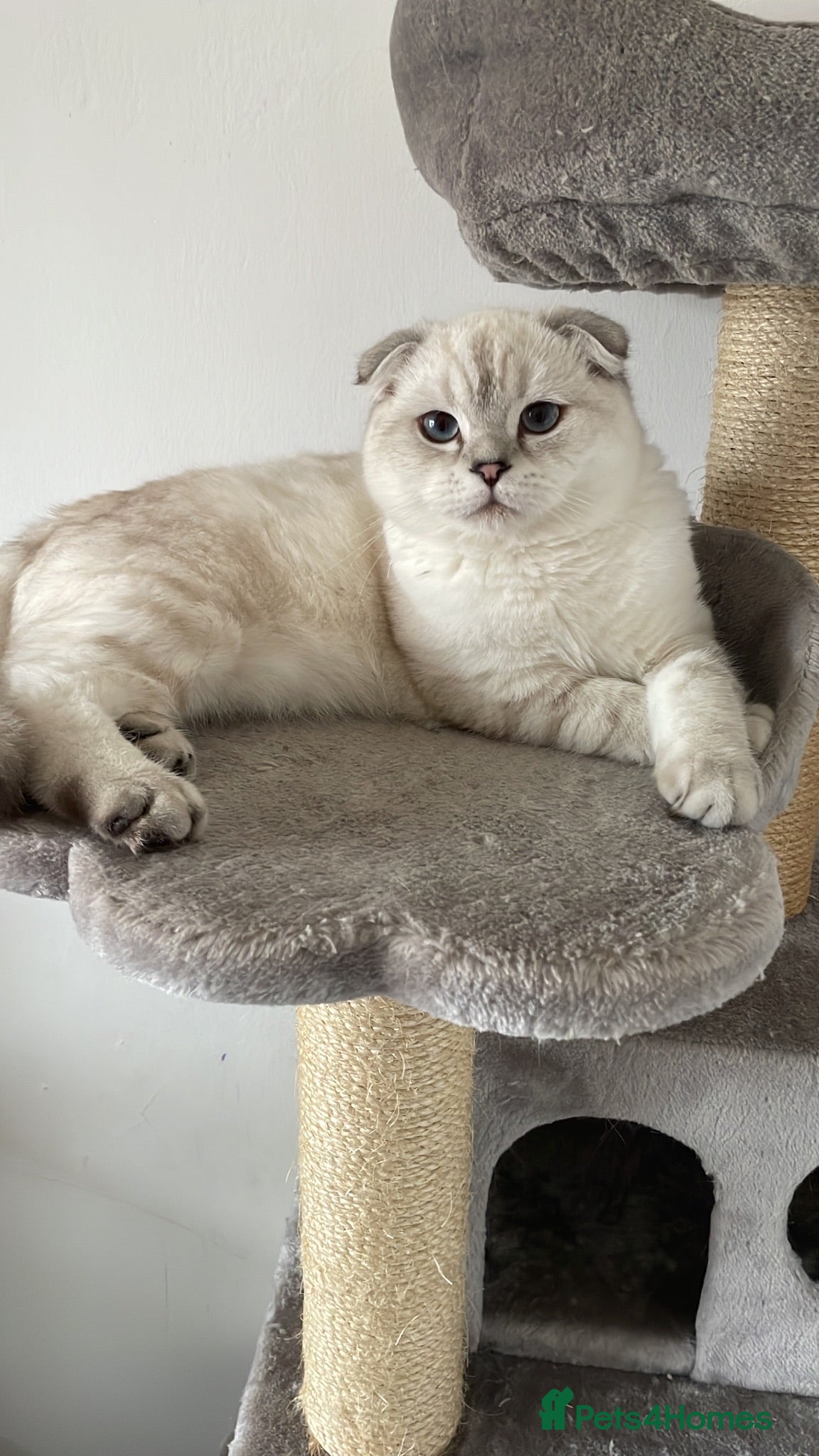 Scottish Fold cats Stunning Adult Male Scottish Fold  - Advert 5