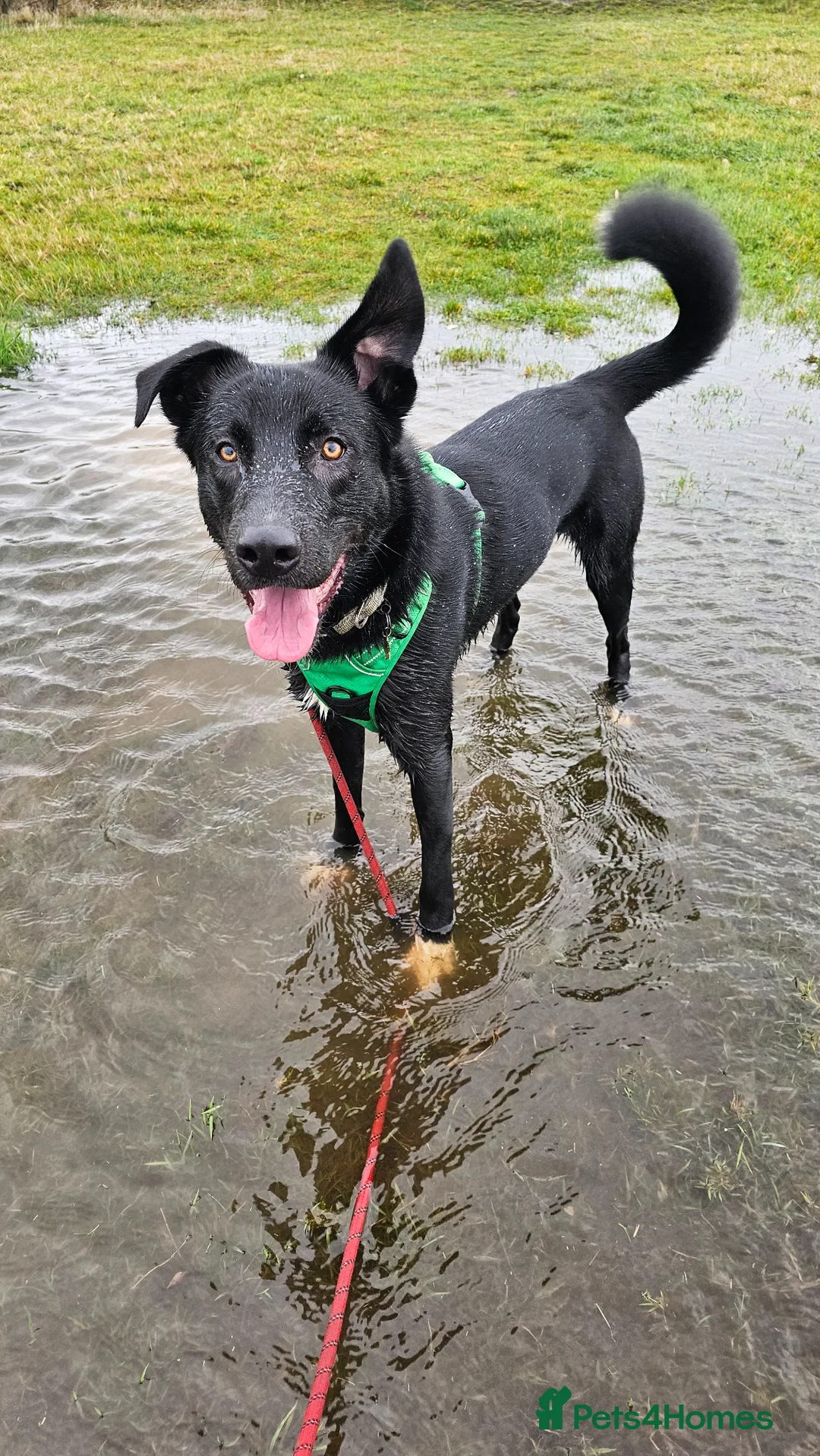 Mixed Breed dogs for sale: Harry is a big puppy looking for a forever home - Advert 1