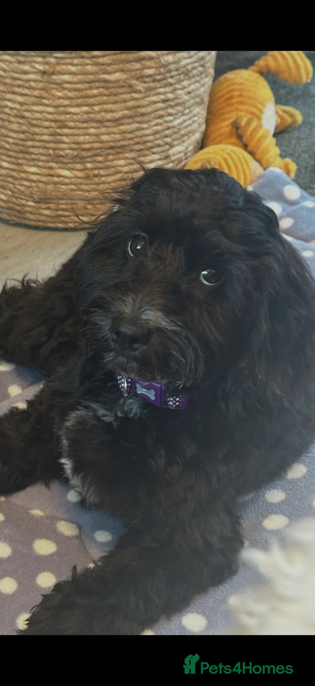 Cockapoo dogs for sale: Beautiful Cockapoo for sale  in Bedale - Advert 3
