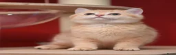 Scottish Fold cats for sale: Scottish fold and straight girls - Advert 25