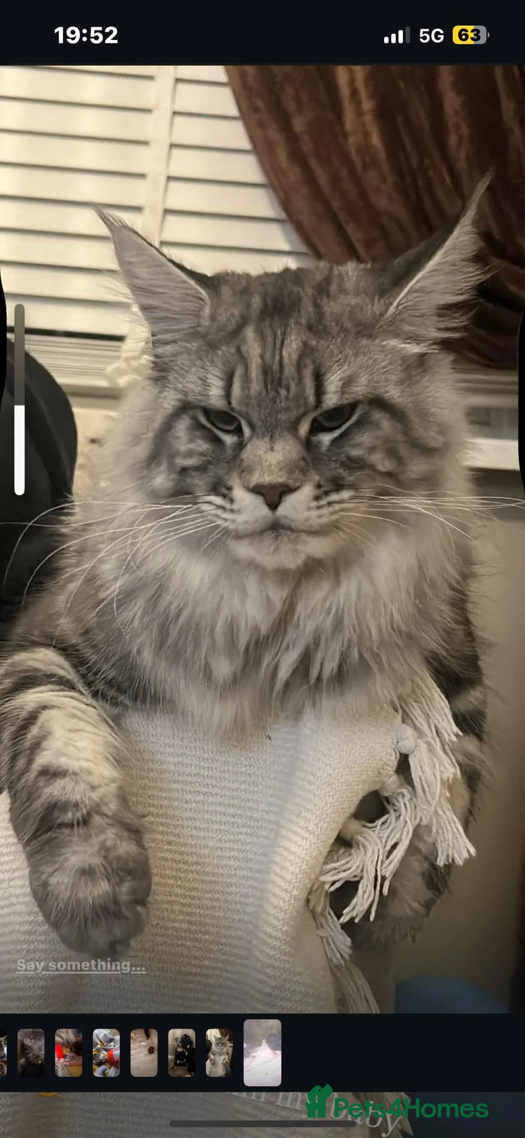 Maine Coon cats for sale: ⭐️TICA MAINECOON KITTEN’S⭐️🏆 - Advert 2