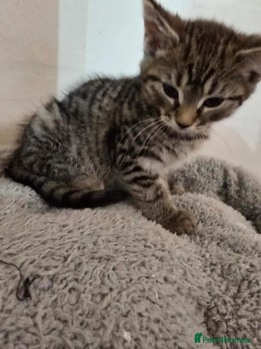 Maine Coon cats for sale: 7 beautiful Maine Coon X - Advert 27