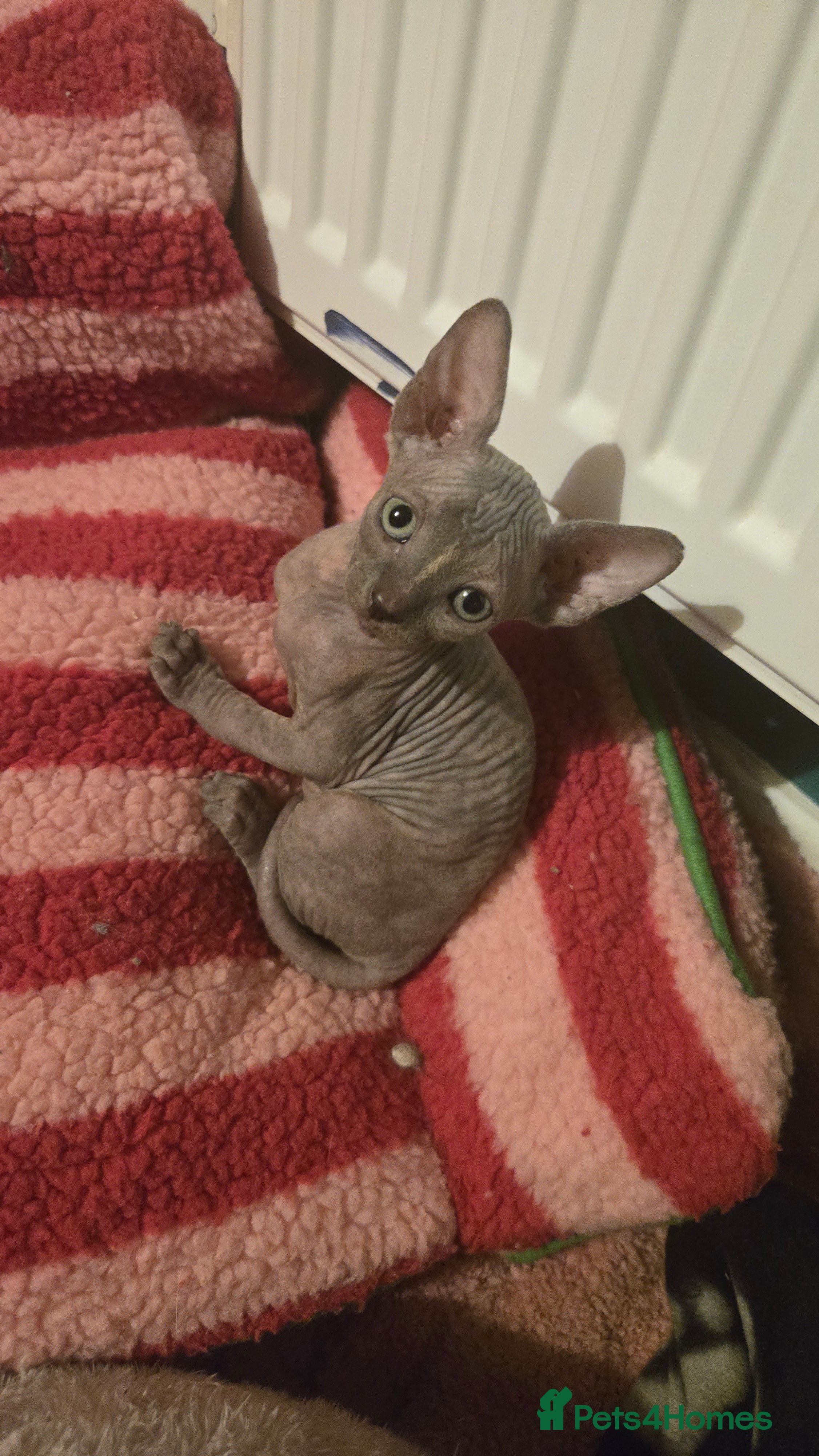 Sphynx cats 3 beautiful sphynx - Advert 4