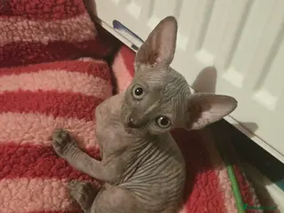 Sphynx cats 3 beautiful sphynx - Advert 4