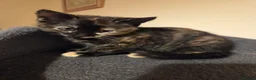 Mixed Breed cats for sale: Active, fun, healthy kittens  - Advert 10