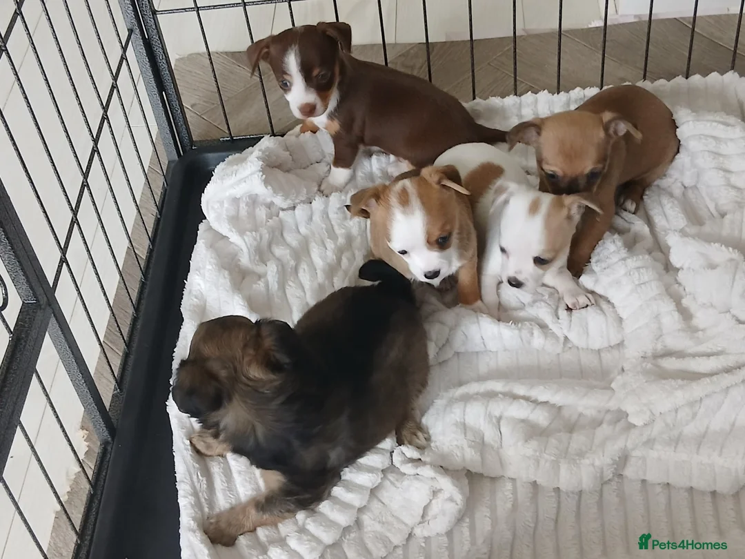 Chihuahua dogs for sale: Ready now Stunning tiny chihuahua pups  - Advert 1