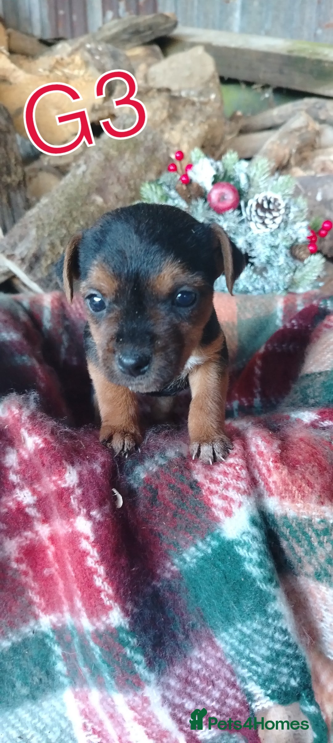 Mixed Breed dogs for sale: Charming Litter of Border Lakeland Puppies - Advert 10