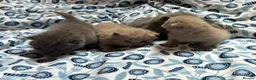 British Shorthair cats for sale: Pedigree British Blue/ Lilac Kittens - Advert 18