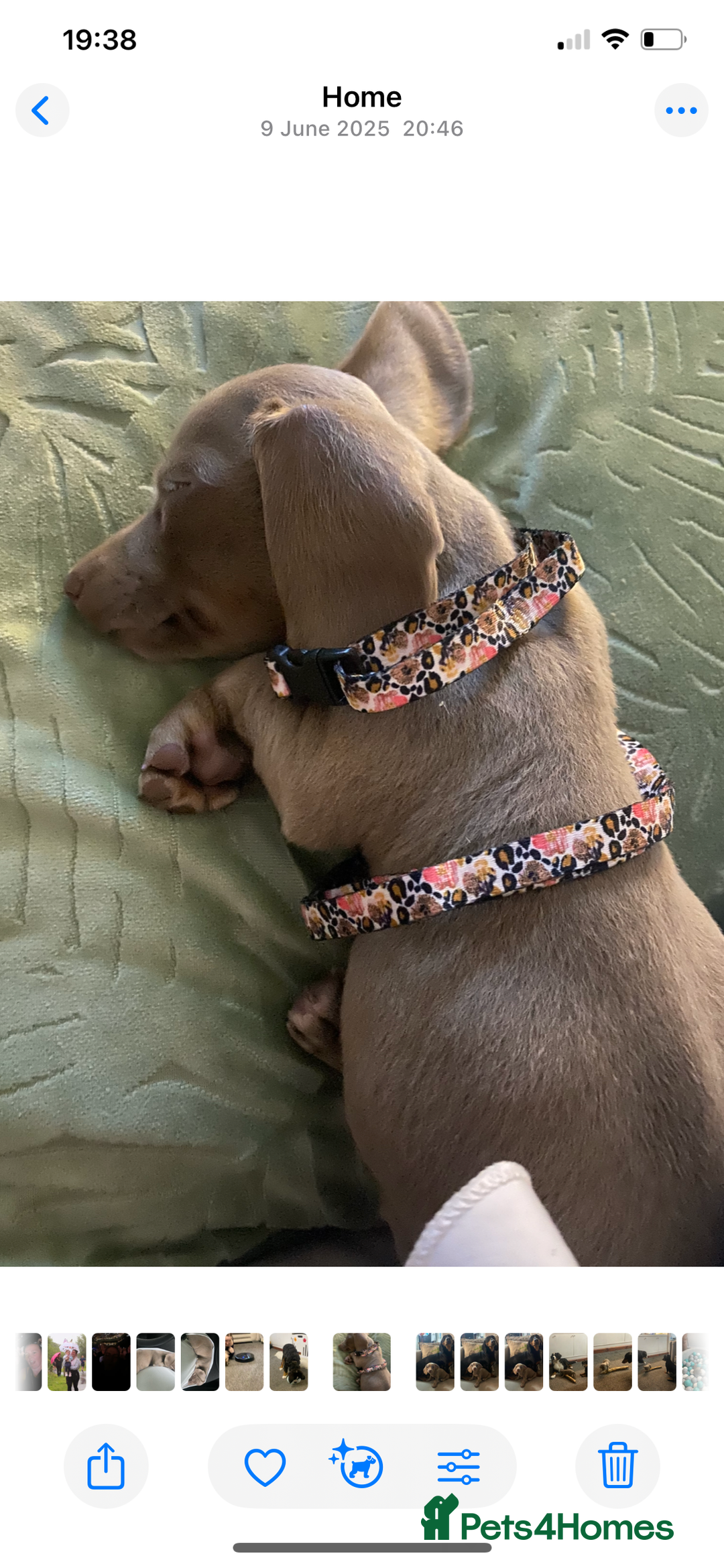 Dachshund dogs for sale: Miniature Dashaund  - Advert 5